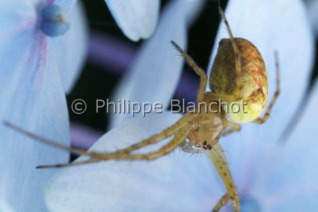 Tetragnathidae_4532.JPG - France, Araneae, Tetragnathidae (Metidae), Araignée, Méta d'automne (Metellina segmentata), femelle, Lesser garden spider or Autumn spider